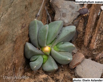 Glottiphyllum suave / 20 seeds (Tongue-Leaf)