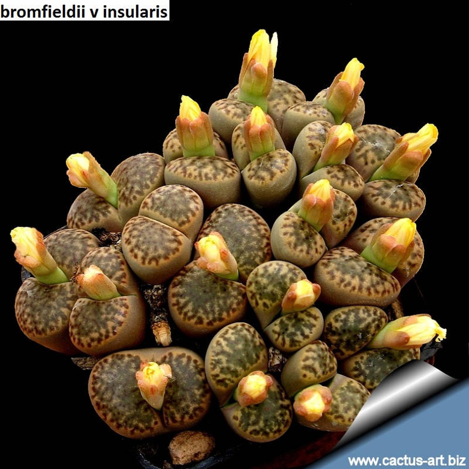 Живые камни семена. Литопс Бромфилда. Lithops bromfieldii insularis. Кактусы литопсы. Литокс Кактус.