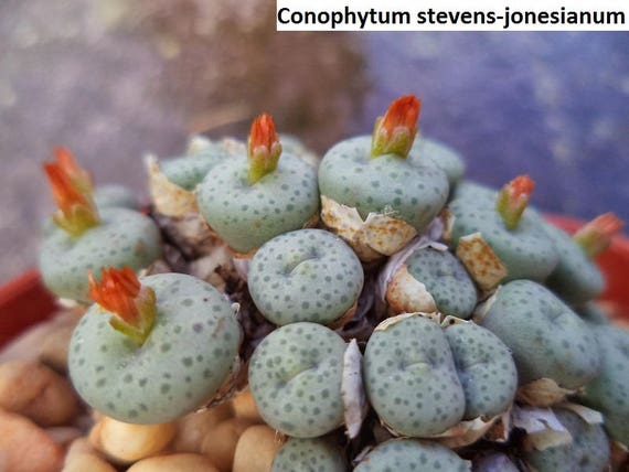 コノフィツム　stevens jonesianum Conophytum Stevens-jonesianum / 10 Seeds - Etsy Canada