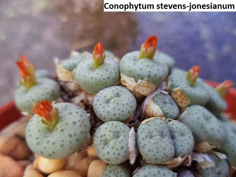 コノフィツム　stevens jonesianum Conophytum Stevens-jonesianum / 10 Seeds - Etsy Canada