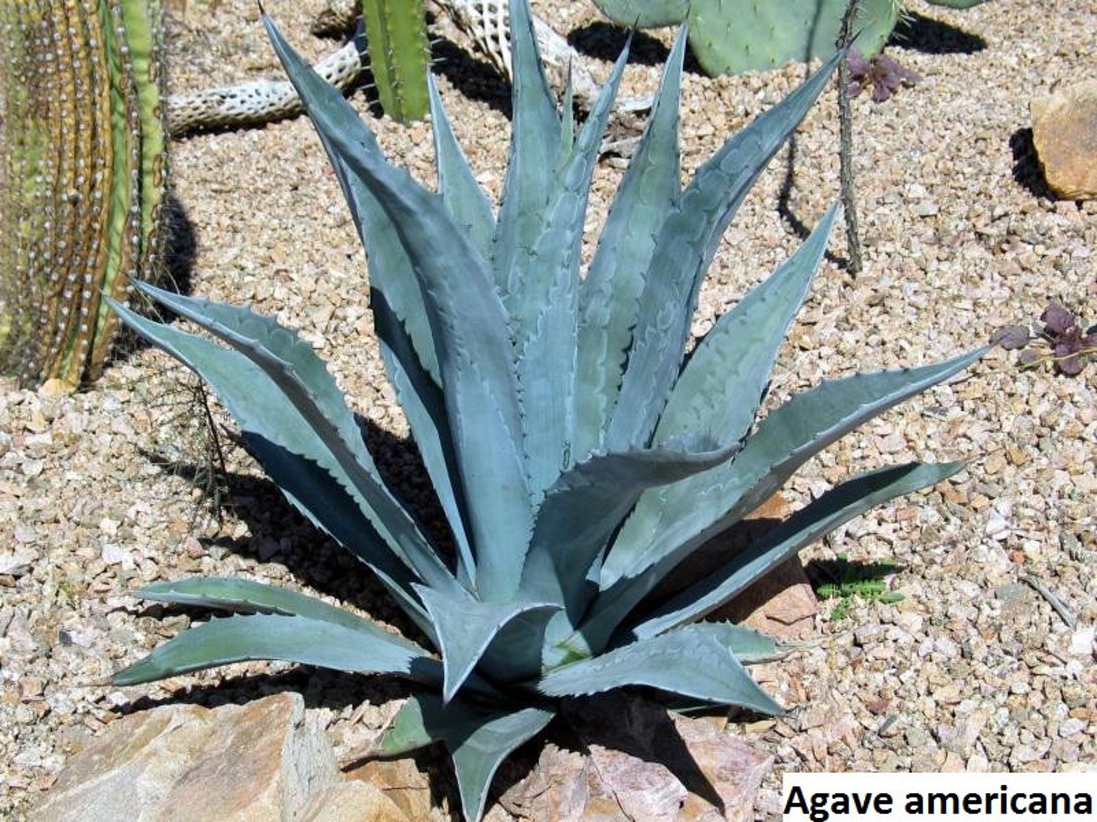 Chistina Agave