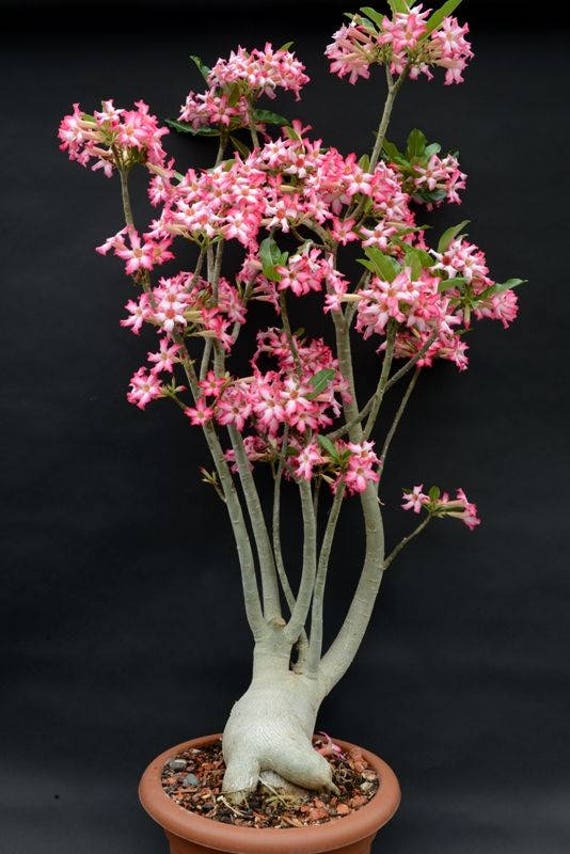 Adenium somalense Desert Rose / 5 seeds | Etsy