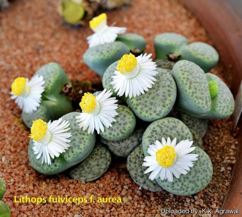 Lithops fulviceps #39;Aurea#39; Industry No. 1 List price RARE 20 seeds