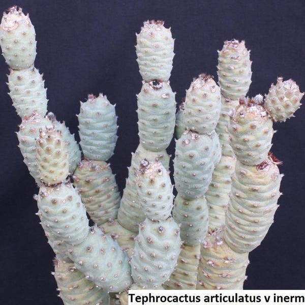 Tephrocactus artifactus v inermis / 5 Samen (Kiefernzapfen Kaktus)