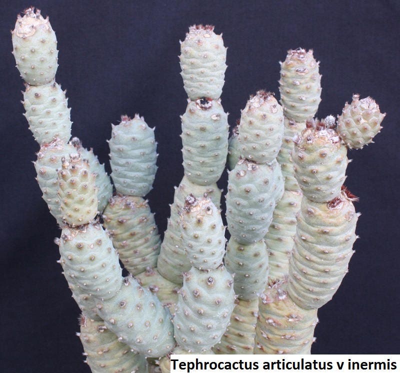 Cucumber cactus - Etsy sterreich