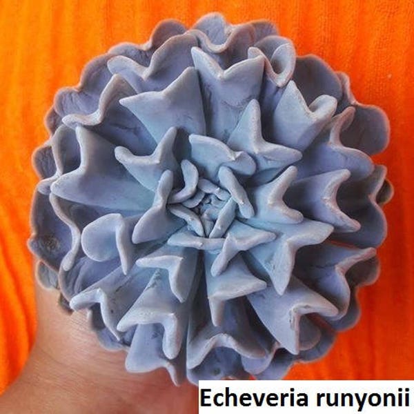 Echeveria runyonii / 20 seeds