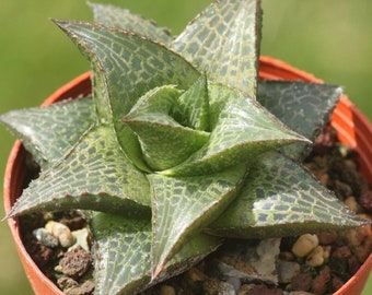 Haworthia venosa / 10 semillas