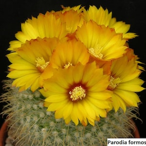 Parodia formosa / 20 zaden per verpakking