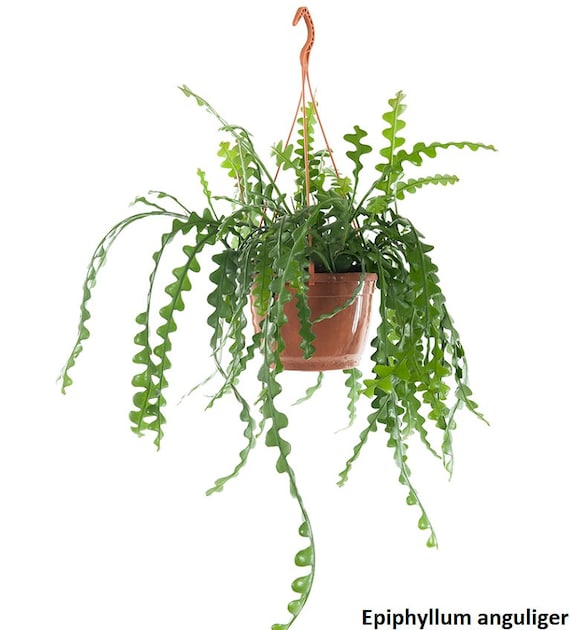 monstera online kaufen Fensterblatt Monstera deliciosa kaufen | 140 cm