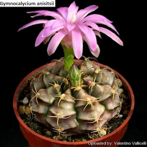 Gymnocalycium anisitsii / 10 Samen