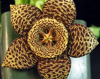 Orbea variegata (Seestern, Aaskaktus) / 5 Samen