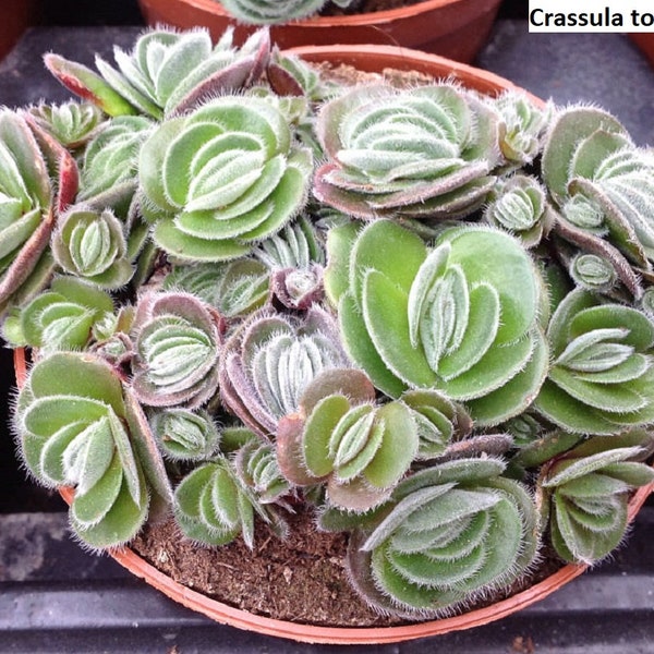 Crassula tomentosa / 20 seeds (Woolly crassula)