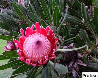 Protea compacta (Bot River Protea) / 5 seeds