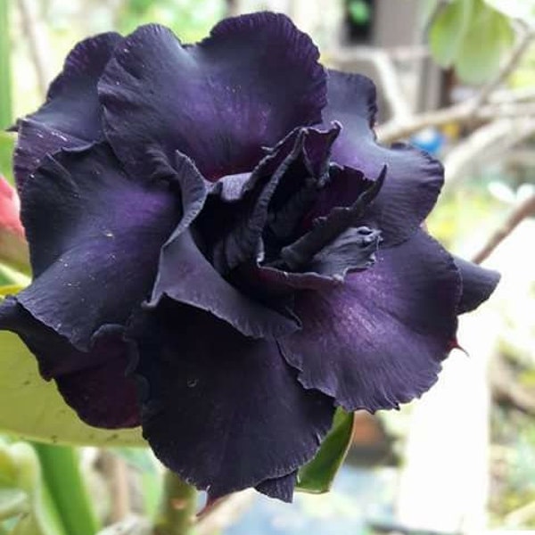 Adenium obesum 'K07' Black Double-petal (Desert Rose, Sabi Star) / 5 seeds