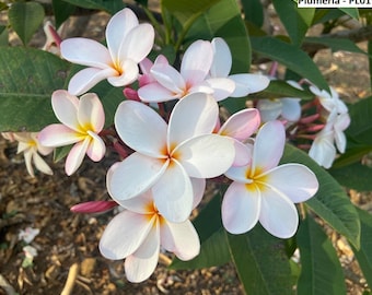 Esqueje De Plumeria (Frangipani) Aztec Gold - Planta Tropical Con Flor Amarillo-dorada Y Aroma Intenso