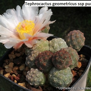 Tephrocactus geometricus ssp punoides (similar to Puna Bonnieae) / 5 seeds