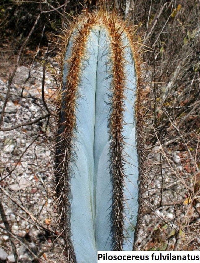 Pilosocereus fulvilanatus @ cacti cactus seed 20 SEEDS Pilosocereus fulvilanatus @ cacti cactus seed 20 SEEDS