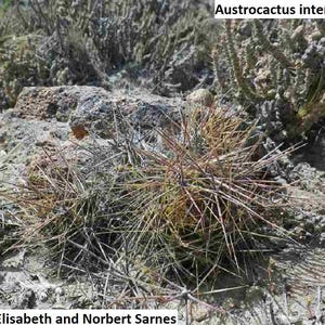 Austrocactus intertextus / 10 seeds [COLD hardy]