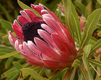 Protea susannae / 5 seeds (Stink-leaf sugarbush)