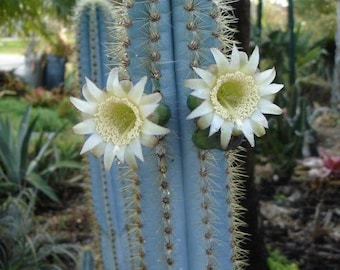 Pilosocereus azureus (Cactus torcia blu) / 10 semi