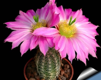 Echinocereus mix / 20 frön (Igelkottkaktus)