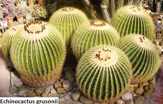 F 10 graines de Echinocactus grusonii var.alba cactus seeds plantes grasses