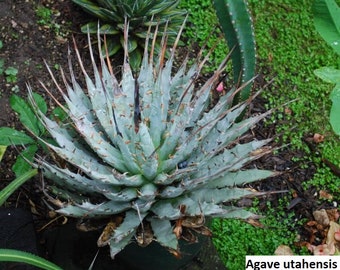 Conophytum stevens-jonesianum / 10 seeds - Etsy 日本