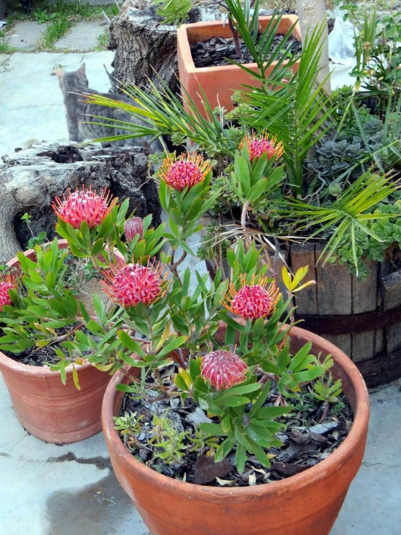 Protea cynaroides King protea / 5 seeds Etsy