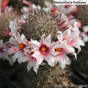 Mammillaria fraileana / 10 seeds