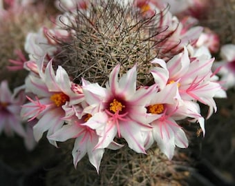 Mammillaria Zeilmanniana V Albiflora Seeds 25 Count - Etsy Canada