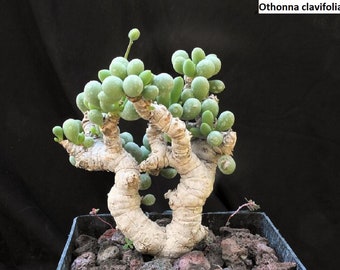 Othonna clavifolia / 5 Samen