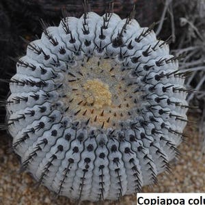 Peut inclure: Gros plan sur un cactus Copiapoa columna alba avec un corps gris-vert hérissé d'épines et une zone centrale brune. Le cactus est entouré de broussailles sèches et brunes.