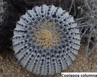 Copiapoa columna-alba [RARE habitat seeds] / 10 seeds