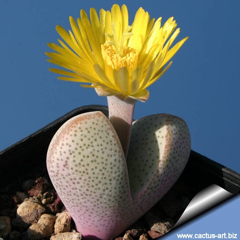 Dinteranthus vanzylii
