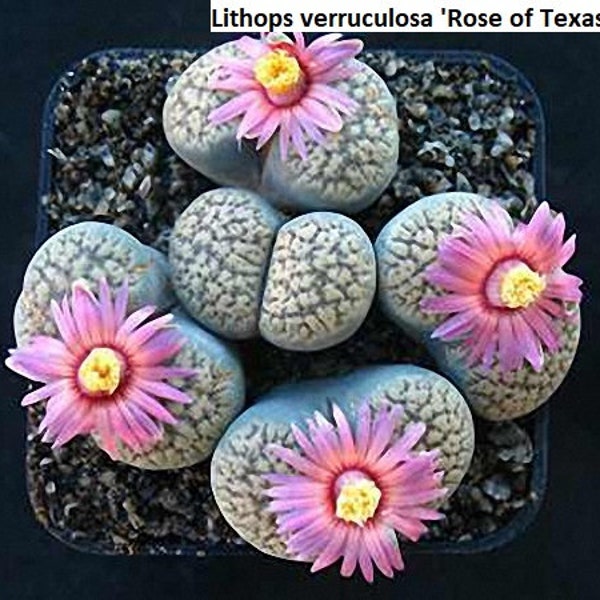 Lithops verruculosa 'Rose of Texas' [RARE] Living stones / 10 seeds