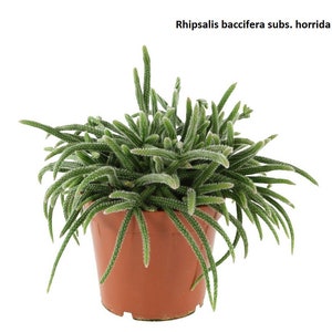 Rhipsalis mix / 20 seeds