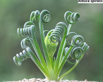 Albuca spiralis (Spiral albuca) [RARE] / 5 seeds