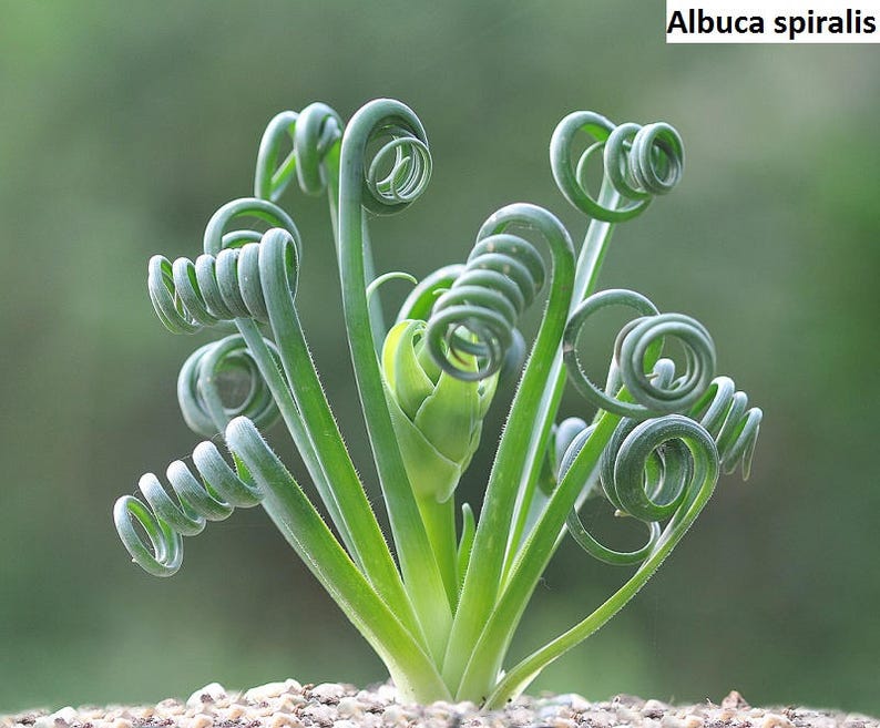 Albuca spiralis Spiral albuca RARE / 5 seeds image 1