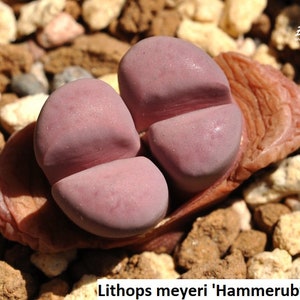 May include: Close-up of a Lithops meyeri 'Hammerruby' C272A succulent plant with pink and purple leaves. The plant is growing in a pot with small brown stones.