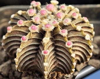 Conophytum stevens-jonesianum / 10 seeds - Etsy 日本