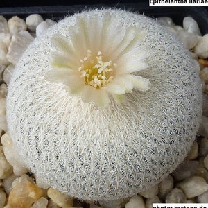 May include: A white, fuzzy cactus with a delicate, light pink flower blooming on top. The cactus is surrounded by small, gray rocks.