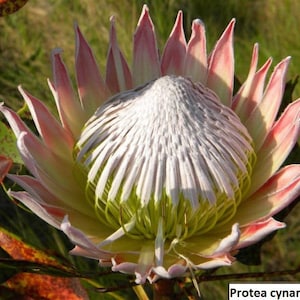 Protea cynaroides (King protea) / 5 seeds