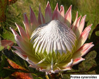 Protea cynaroides (King protea) / 5 seeds