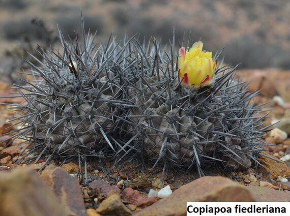 Copiapoa fiedleriana / コピアポア・フィードレリアナ大株 Copiapoa fiedleriana / 10 seeds [habitat collected] - Etsy 日本