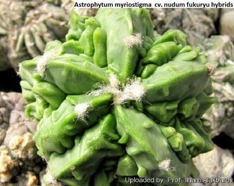 Astrophytum myriostigma  cv. nudum fukuryu hybrids / 5 seeds