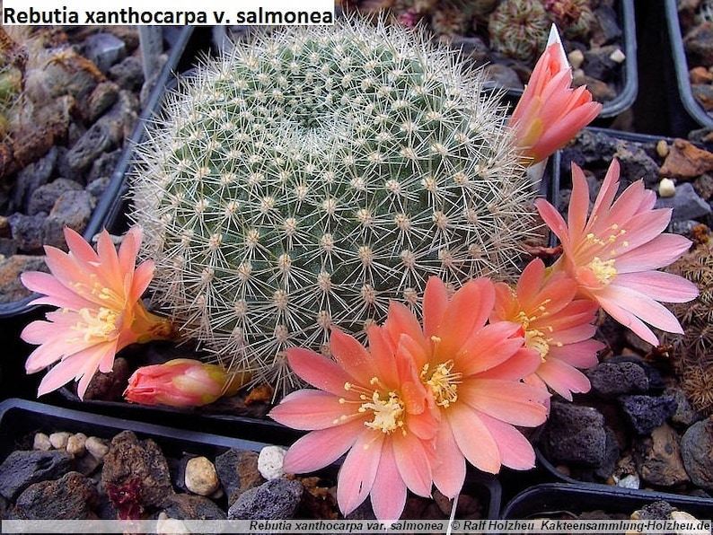 Pu&ograve; includere: Un primo piano di un cactus Rebutia xanthocapa v. salmonea con fiori rosa. Il cactus &egrave; rotondo e ha molte spine. I fiori sono delicati e hanno un colore rosa tenue.