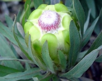 Protea coronata / 5 seeds (Green protea, Green sugarbush)