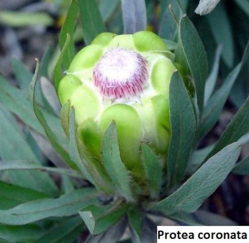 Protea Coronata / 5 Seeds green Protea Green Sugarbush Etsy