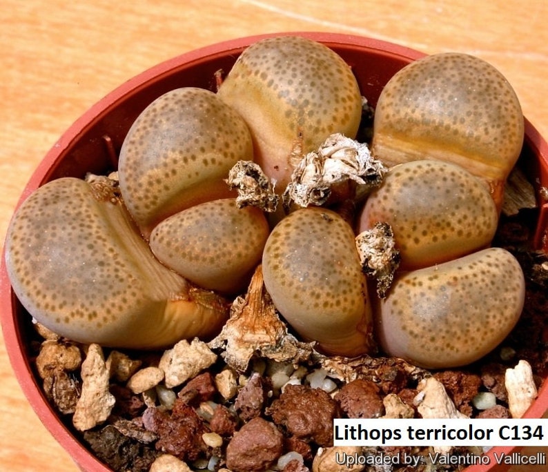 Lithops terricolor C134 Prince Albert Form / 20 seeds Living Stones image 1