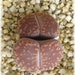 see more listings in the Living stones [Lithops] section